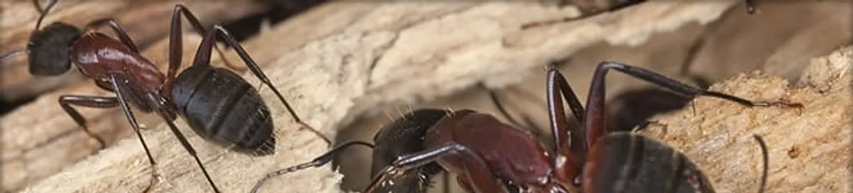 Close-up of ants on wood showing an active ant infestation in Anaheim, CA