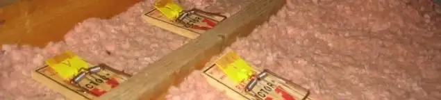 Mouse traps placed in an attic for rodent control in Anaheim, CA