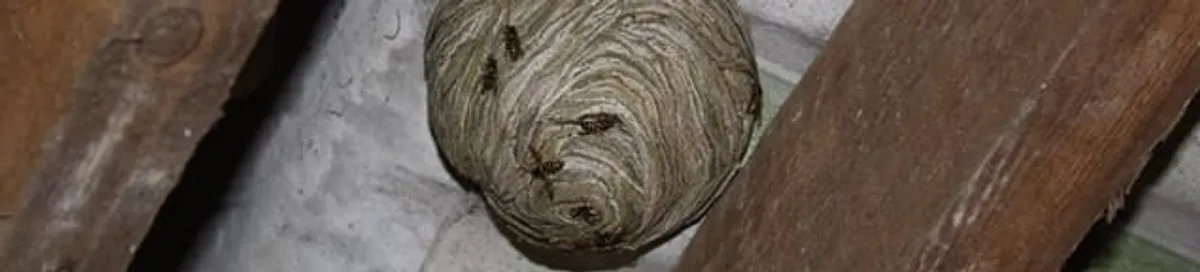 Wasp nest in an attic space, a common home infestation risk in Anaheim, CA
