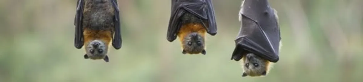 Bats roosting together, a common sign of a bat infestation in Anaheim, CA