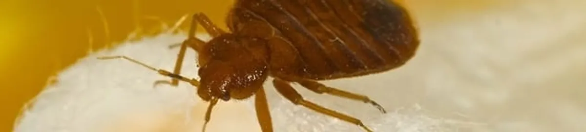 Close-up of a bed bug, a sign of an active infestation in Anaheim, CA