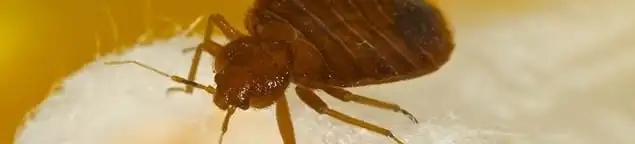 Close-up of a bed bug, a sign of an active infestation in Anaheim, CA