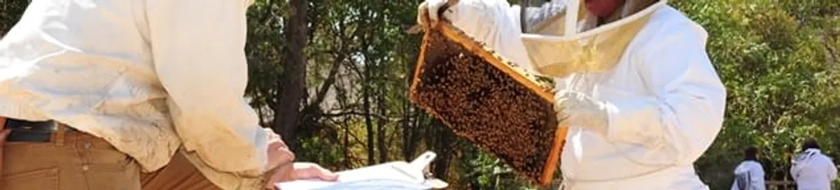 Bee removal specialists relocating a hive and honeycomb safely in Anaheim, CA