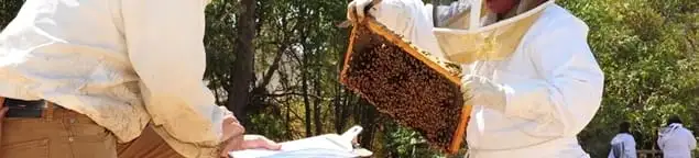 Bee removal specialists relocating a hive and honeycomb safely in Anaheim, CA