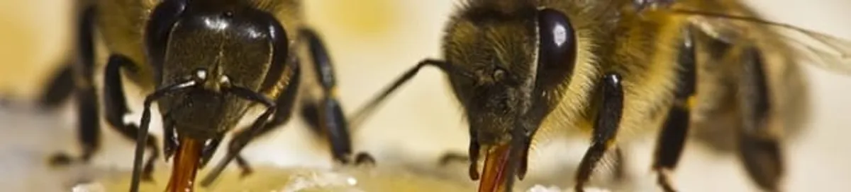 Close-up of honey bees, a sign of a nearby hive in Anaheim, CA