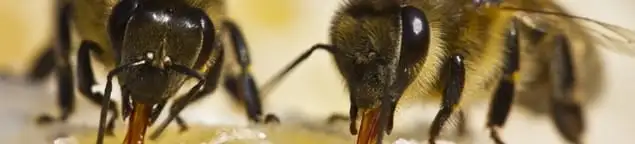 Close-up of honey bees, a sign of a nearby hive in Anaheim, CA