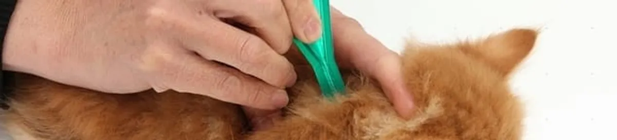 Flea treatment for pets using a flea comb, a sign of flea problems in Anaheim, CA