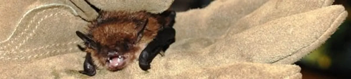 Bat removal specialist holding a bat safely during humane exclusion in Anaheim, CA