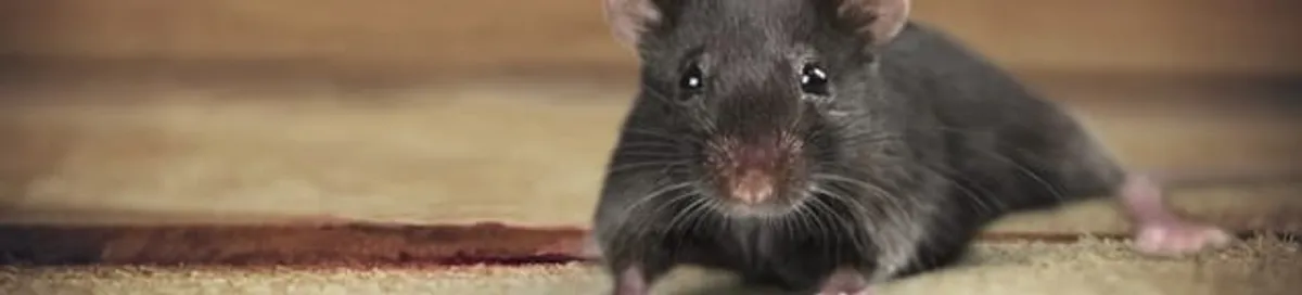 Mouse indoors, a common sign of a rodent infestation in Anaheim, CA