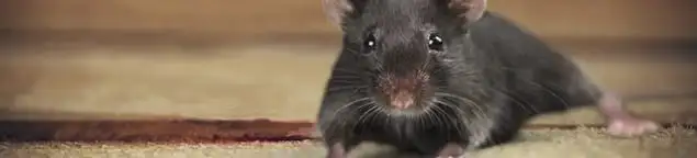 Mouse indoors, a common sign of a rodent infestation in Anaheim, CA