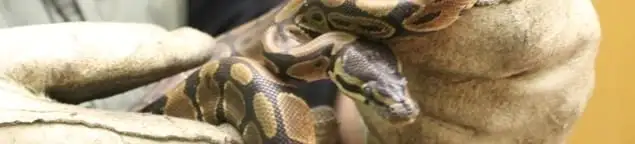 Snake removal specialist safely handling a snake with protective gloves in Anaheim, CA