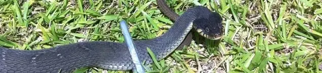 Snake in a yard, a common sign of a snake problem near a home in Anaheim, CA