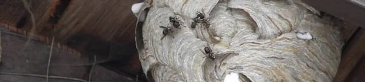 Close-up of a wasp nest with active wasps, a sign of an infestation in Anaheim, CA